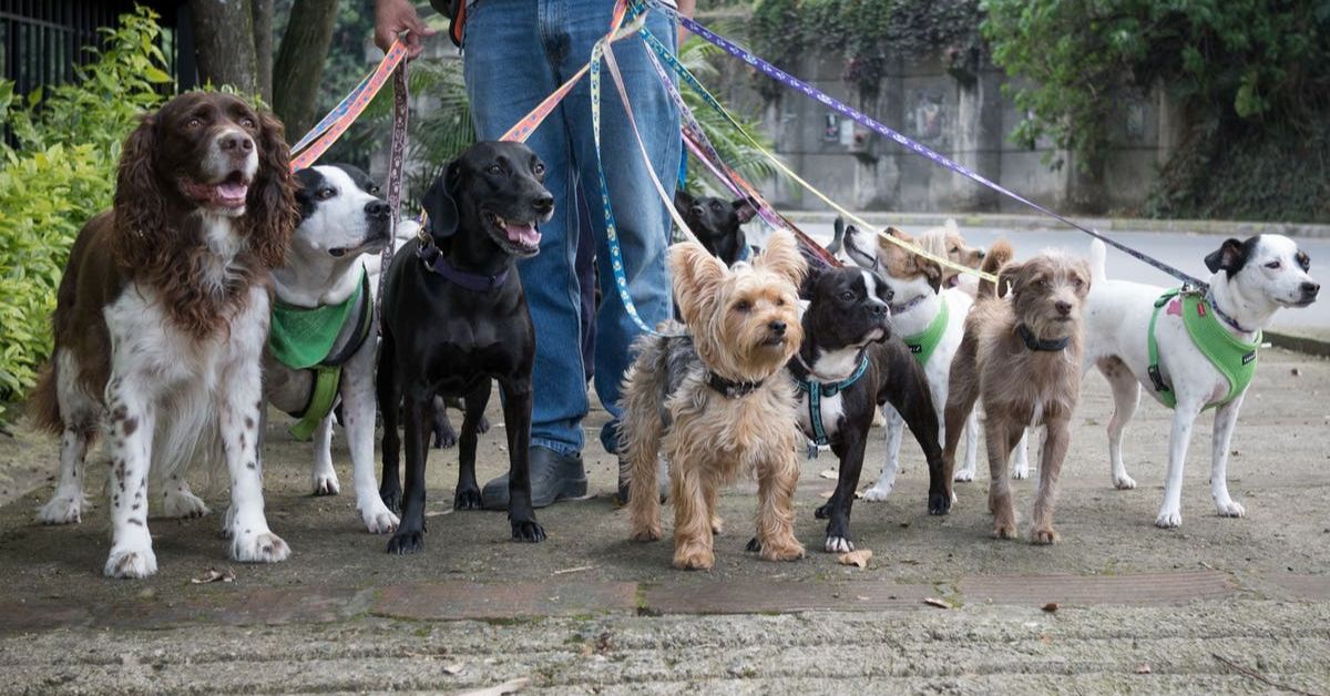 Dog Walking Service | Dog Walkers In Noida