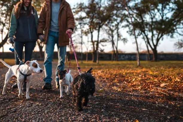 Dog Walking Service | Dog Walkers In Noida